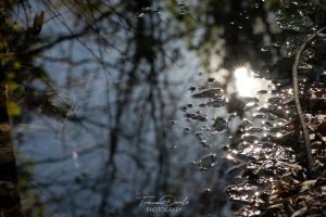 Raccontare l’autunno