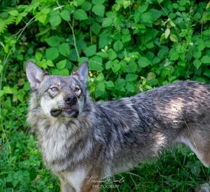 Parco Naturale e Faunistico Goldau